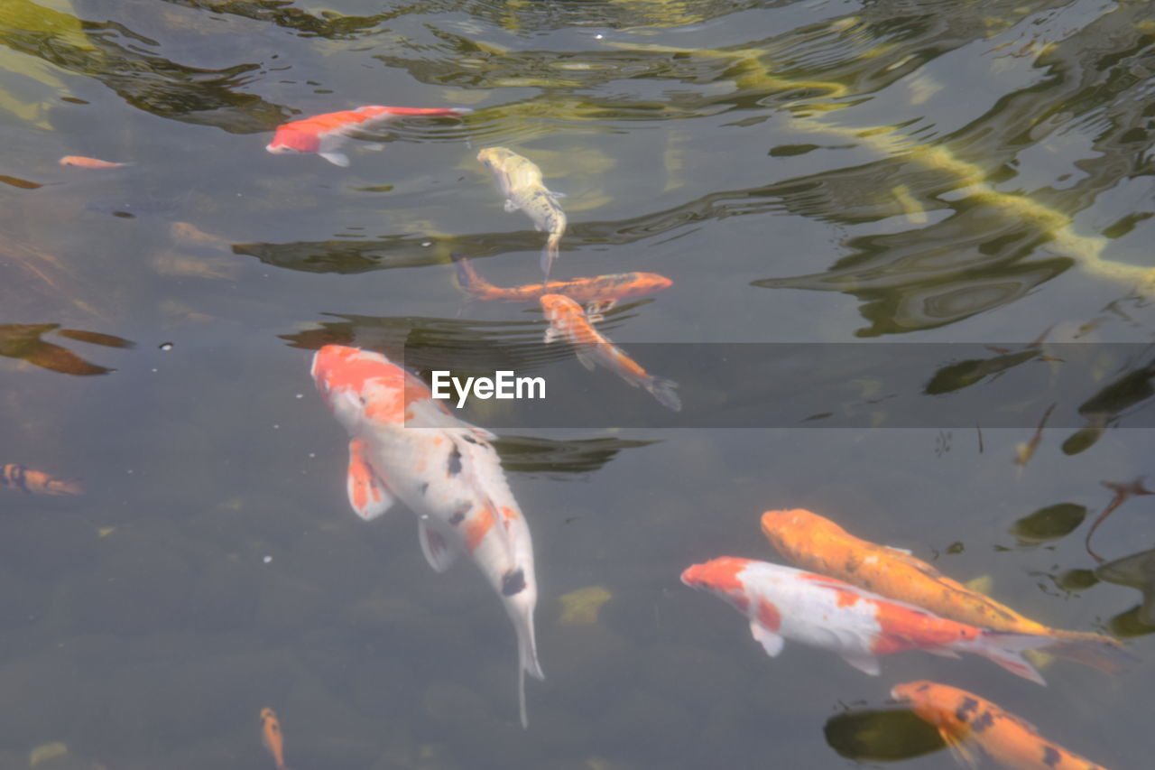 High angle view of koi fish in pond