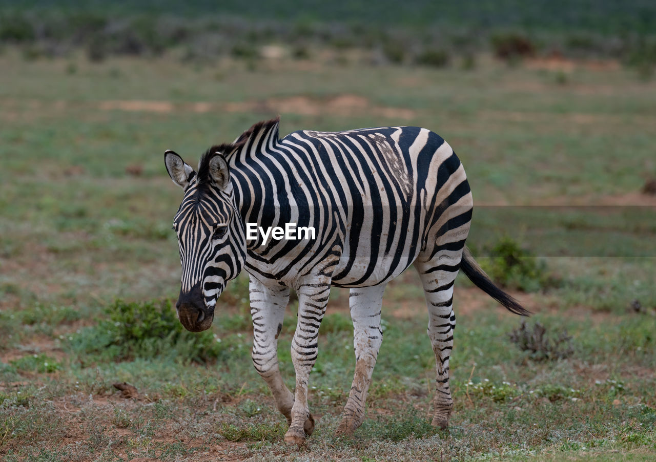 animal, animal themes, striped, animal wildlife, zebra, wildlife, mammal, safari, no people, one animal, travel destinations, grassland, nature, tourism, savanna, grass, full length, plant, animal markings, outdoors, wildlife reserve, domestic animals, standing, pattern, landscape, travel, plain, side view