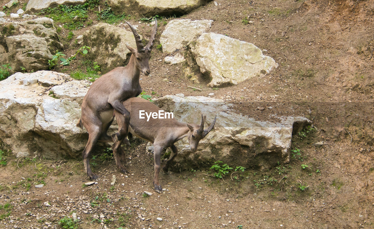 Funny animals portrait of two alpine ibex in love in the julian alps, slovenia