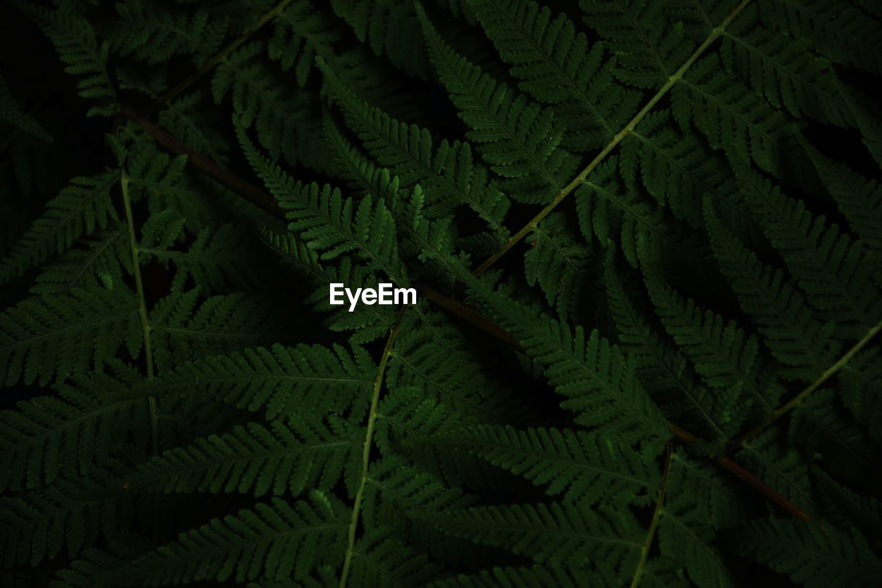 HIGH ANGLE VIEW OF FERN LEAVES