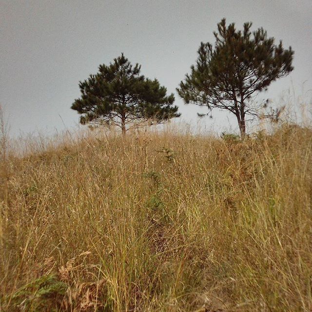 TREES ON GRASSY FIELD