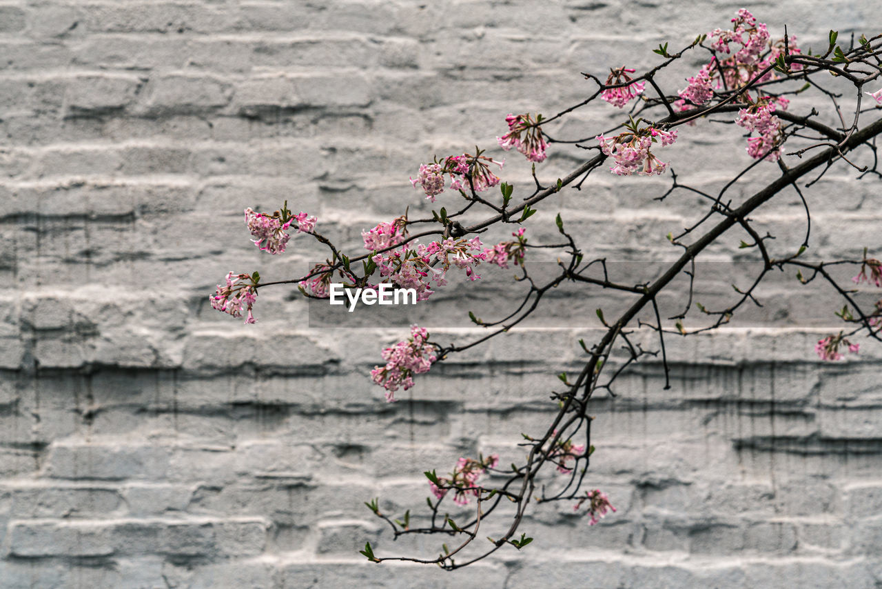 CHERRY TREE AGAINST WALL