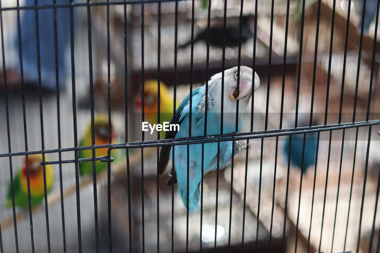 Close-up of bird perching in cage