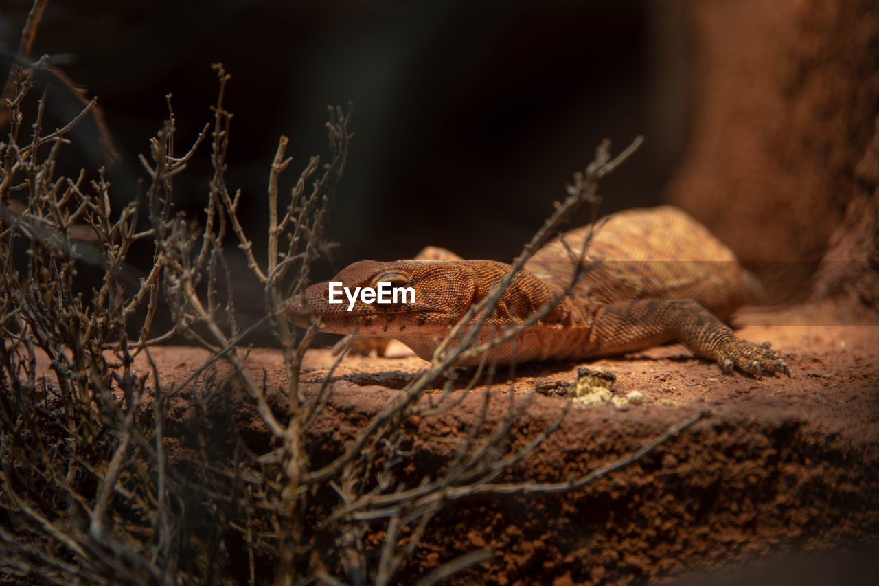 Close-up of lizard