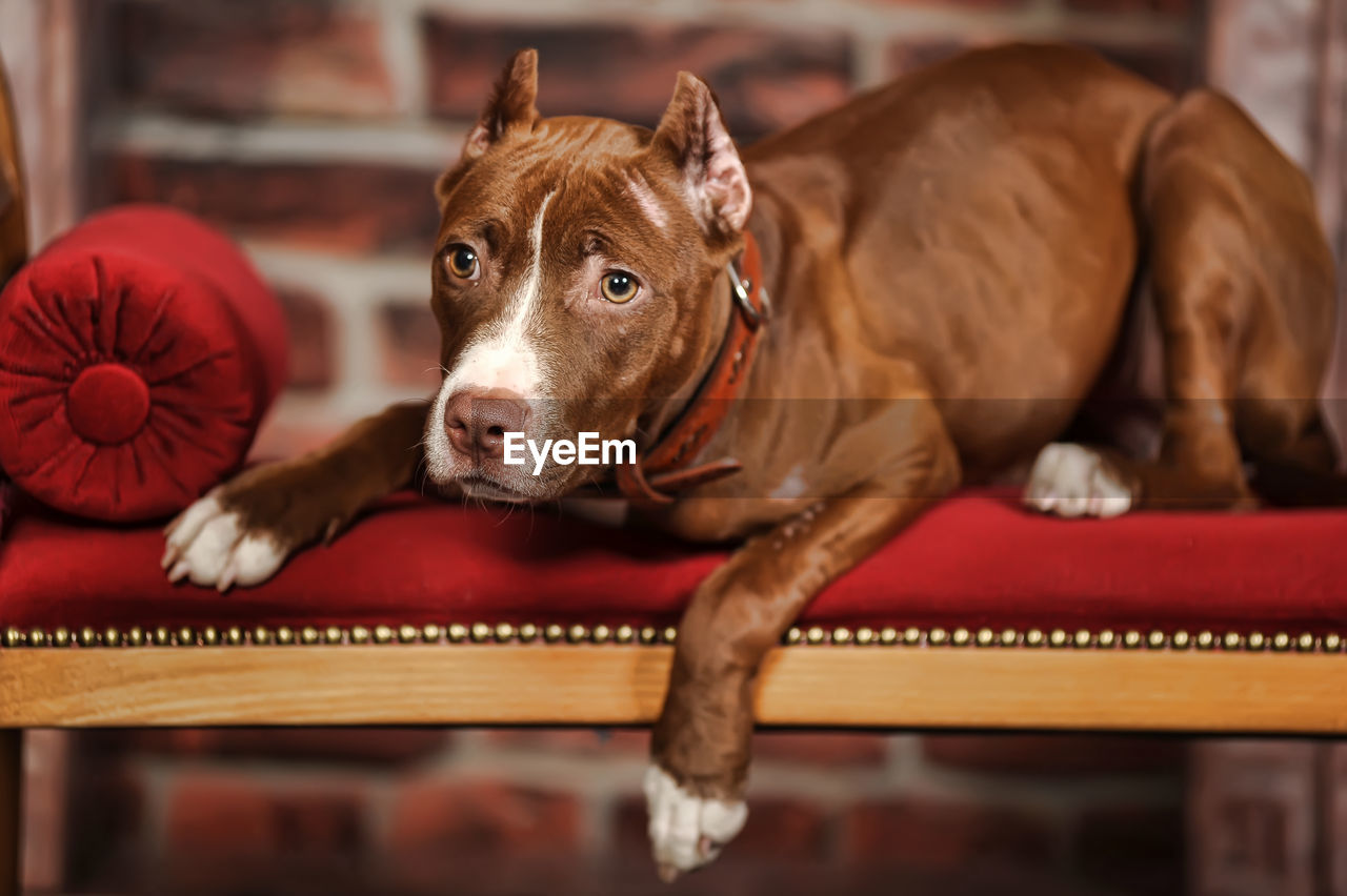 CLOSE-UP PORTRAIT OF DOG AT HOME