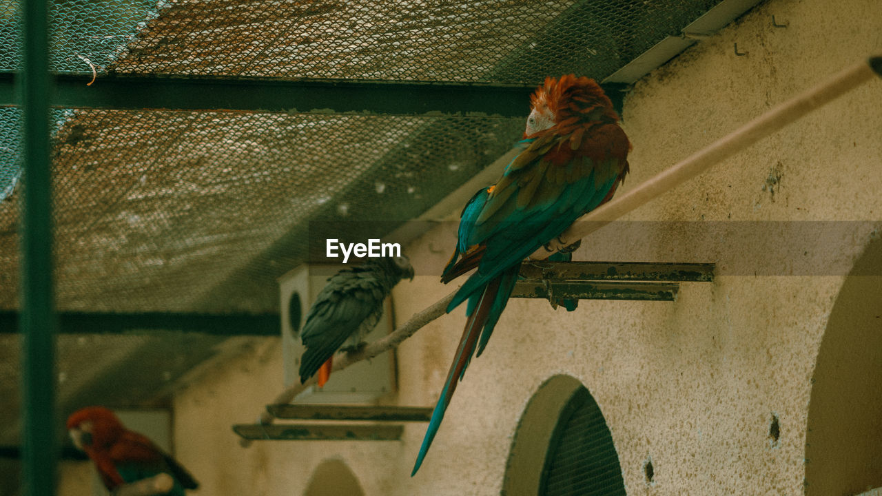 TWO BIRDS PERCHING ON WALL