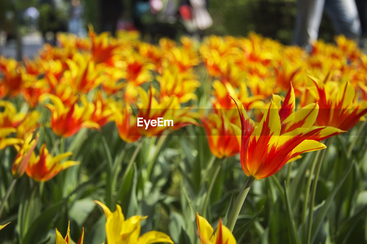 CLOSE-UP OF ORANGE FLOWERING PLANTS