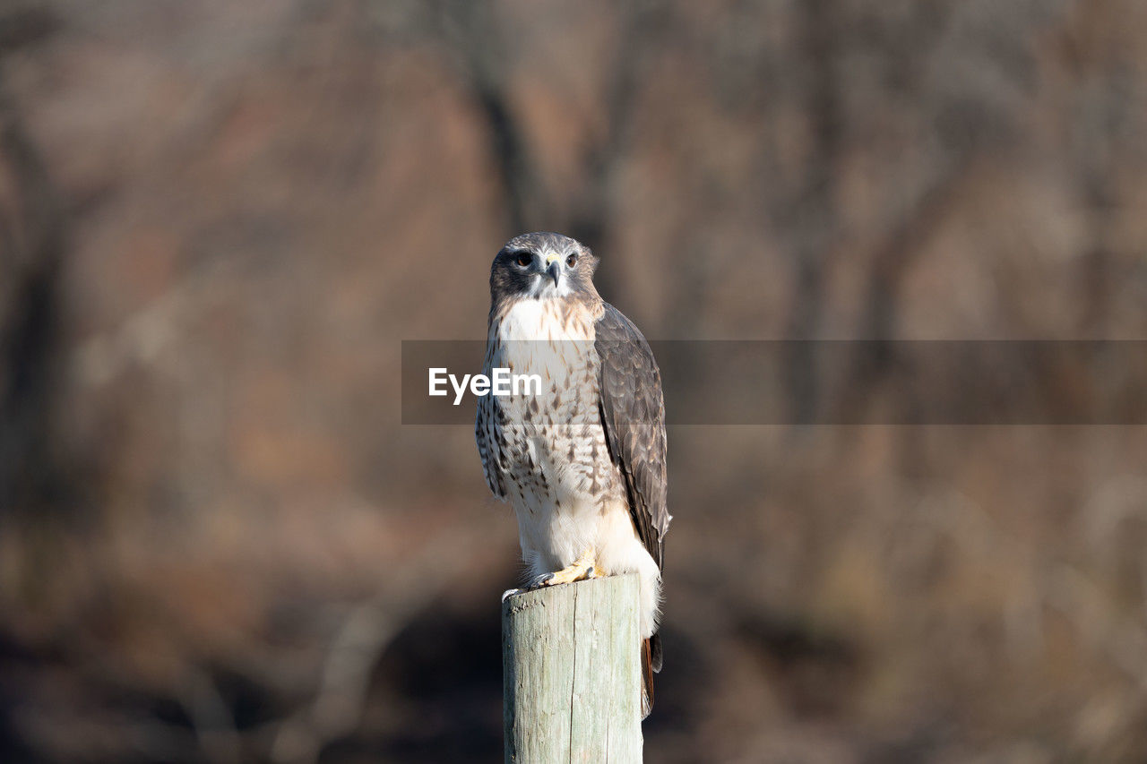 animal themes, animal, bird, animal wildlife, wildlife, one animal, bird of prey, beak, perching, focus on foreground, nature, no people, close-up, falcon, owl, wood, full length, outdoors, day, portrait, looking at camera