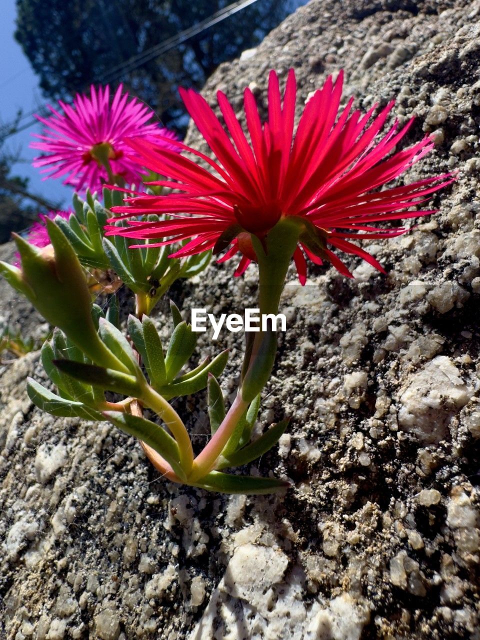 flower, flowering plant, plant, beauty in nature, growth, freshness, nature, fragility, inflorescence, close-up, petal, flower head, no people, day, wildflower, sunlight, pink, outdoors, botany, rock, pollen, red, land, leaf, blossom