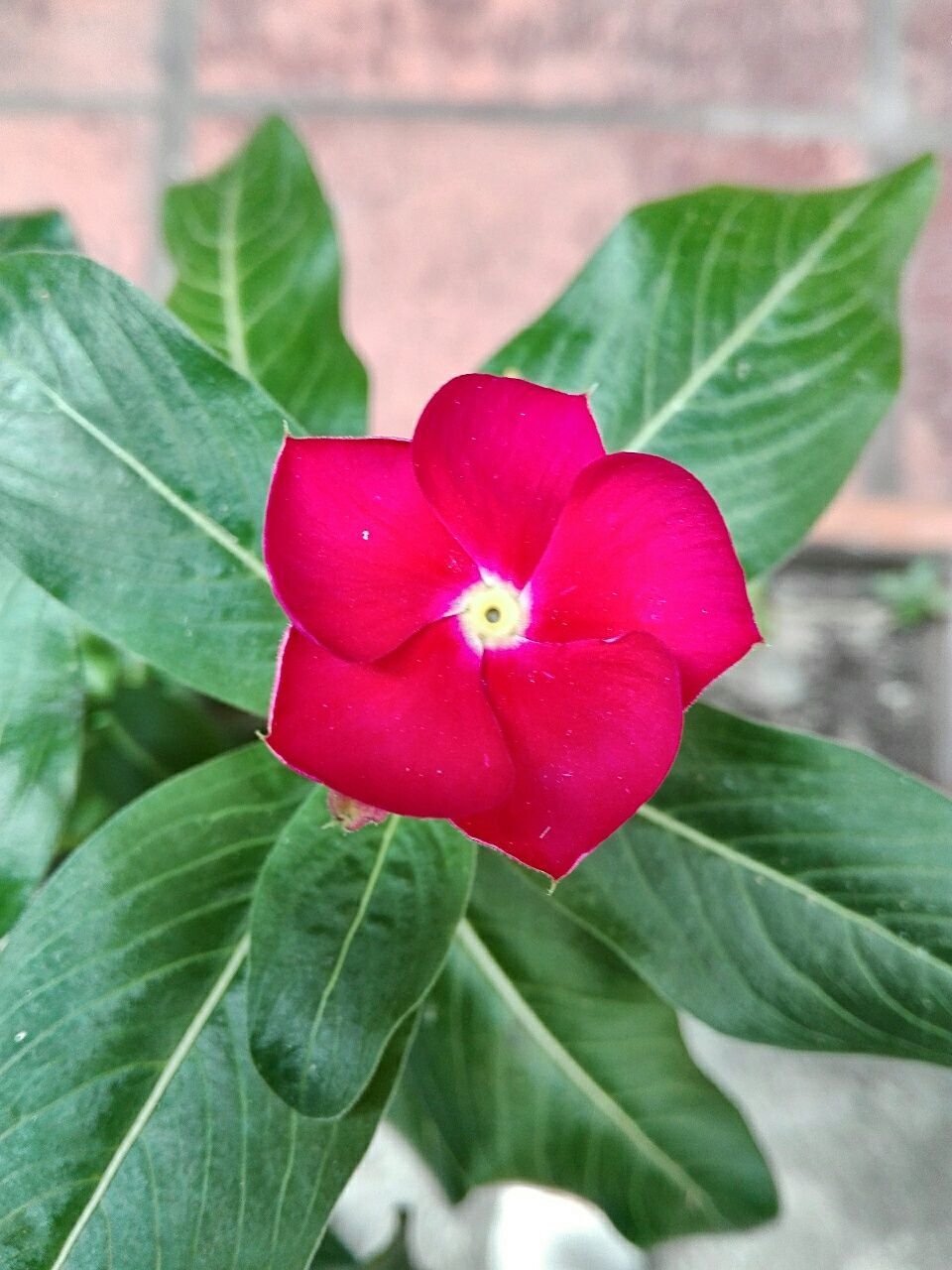 CLOSE-UP OF PINK FLOWER