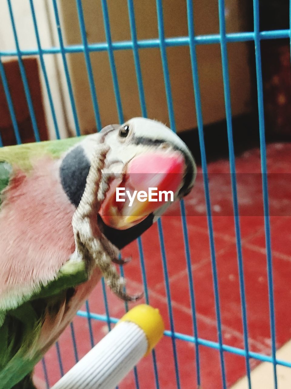 CLOSE-UP OF A PARROT