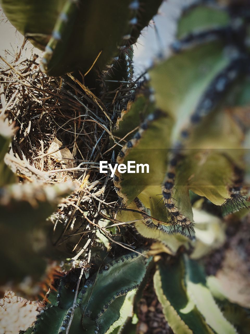 Close-up of succulent plant