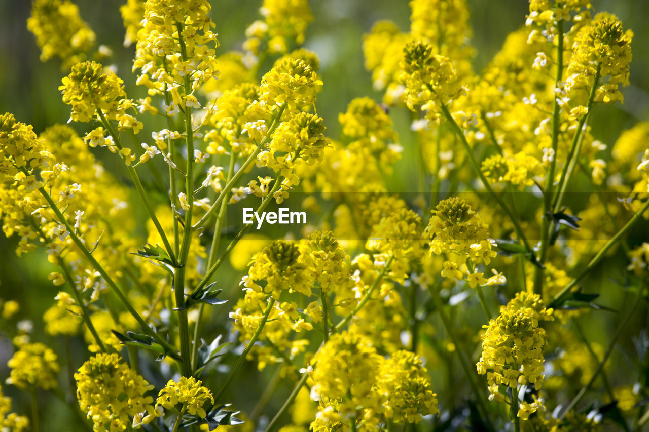 CLOSE-UP OF FRESH YELLOW FLOWERING PLANTS ON FIELD