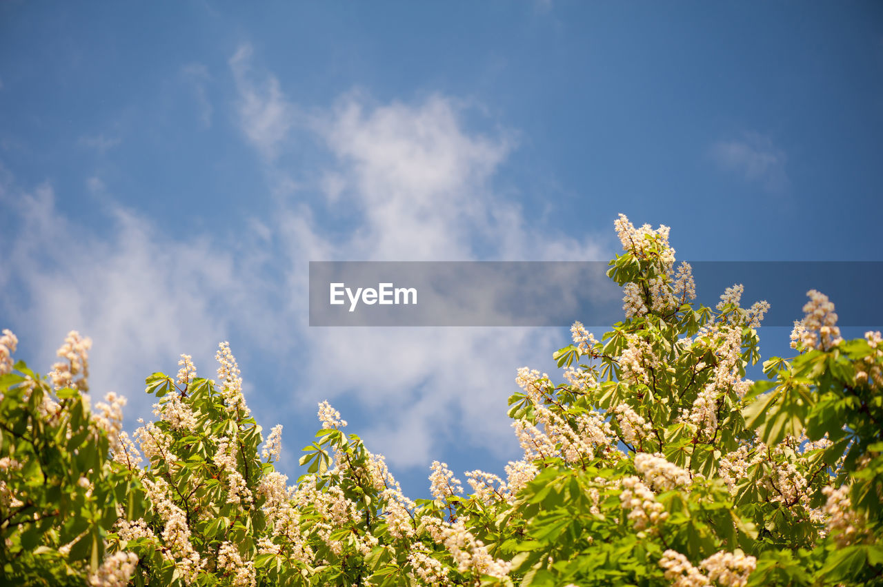 Low angle view of blooming tree against sky