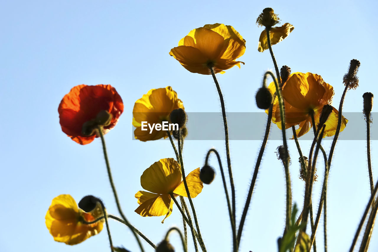 Low angle view of yellow flowering poppies against sky