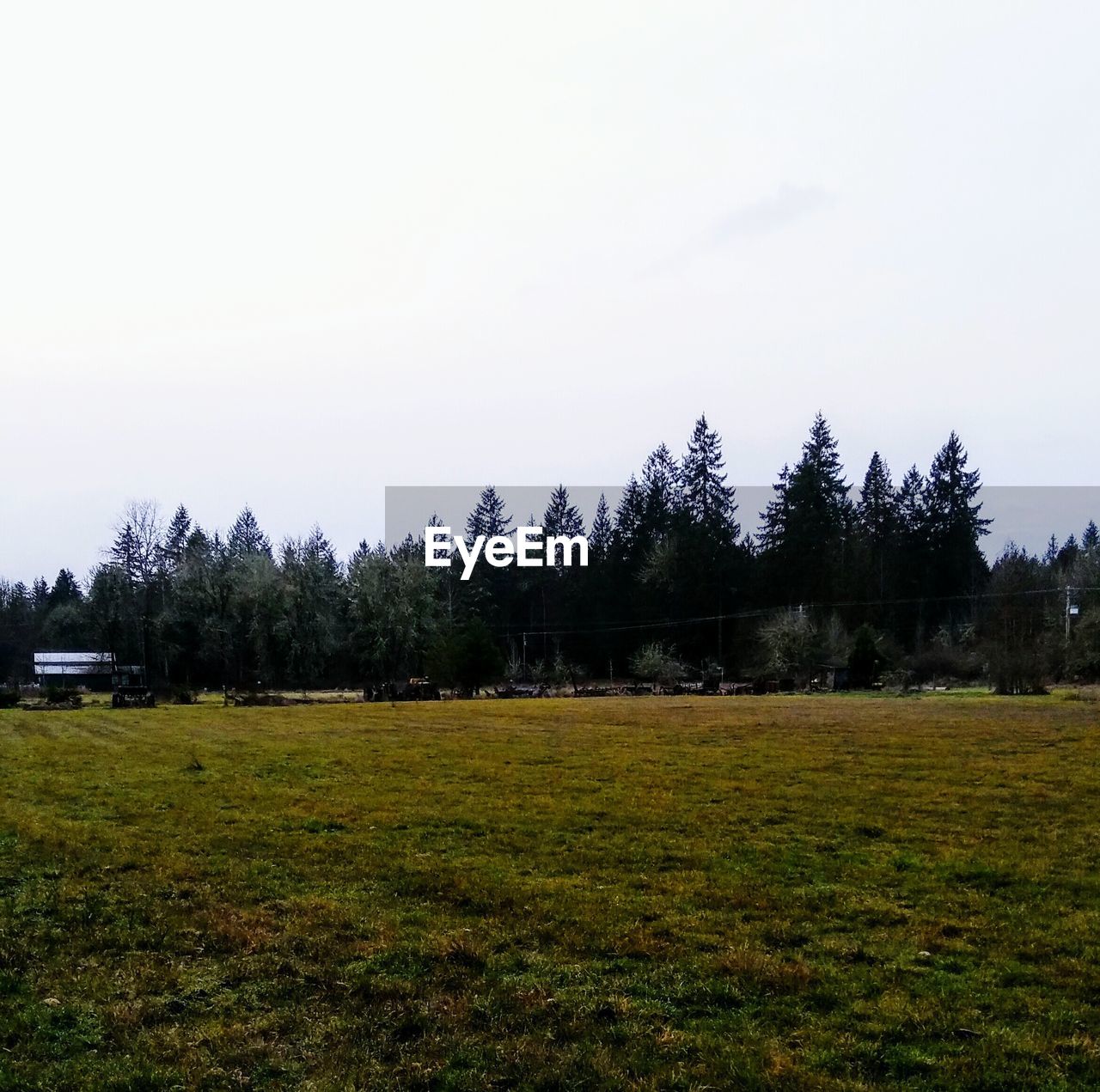 TREES GROWING ON FIELD AGAINST SKY