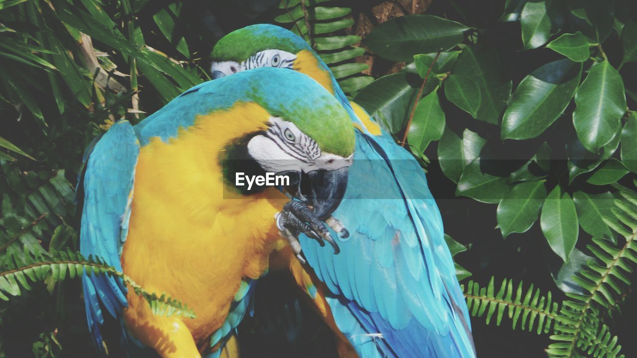 Close-up of parrots perching on tree