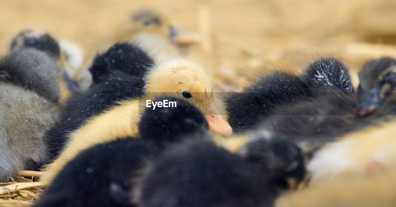 Close-up of young birds