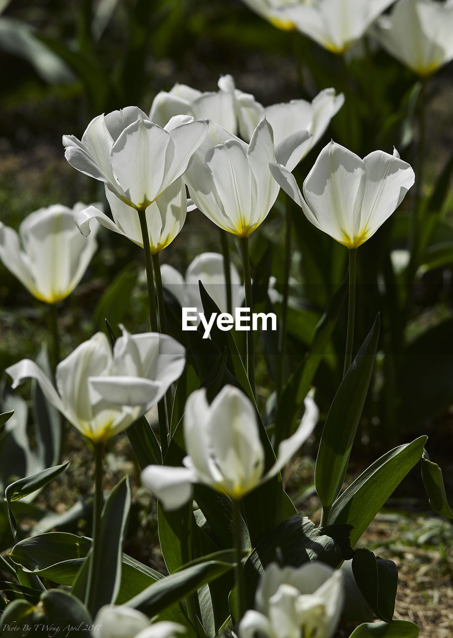 CLOSE-UP OF WHITE FLOWERS BLOOMING