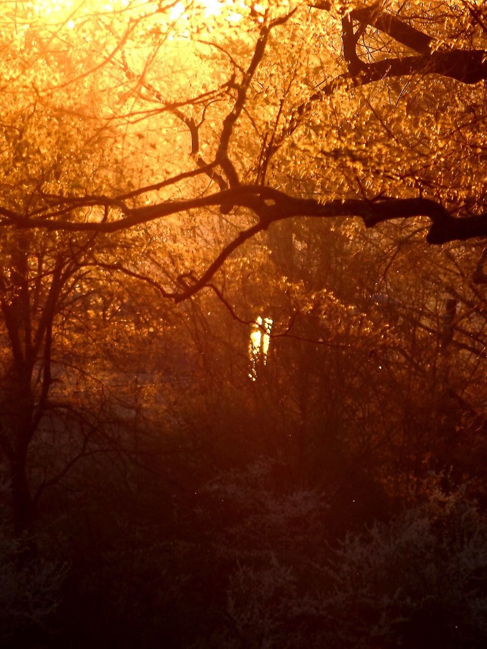 SILHOUETTE TREE IN FOREST