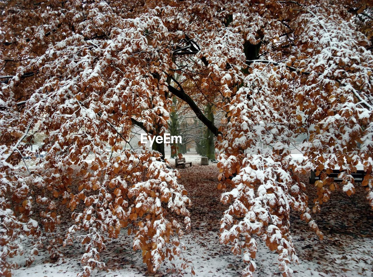 Tree in snow covered park