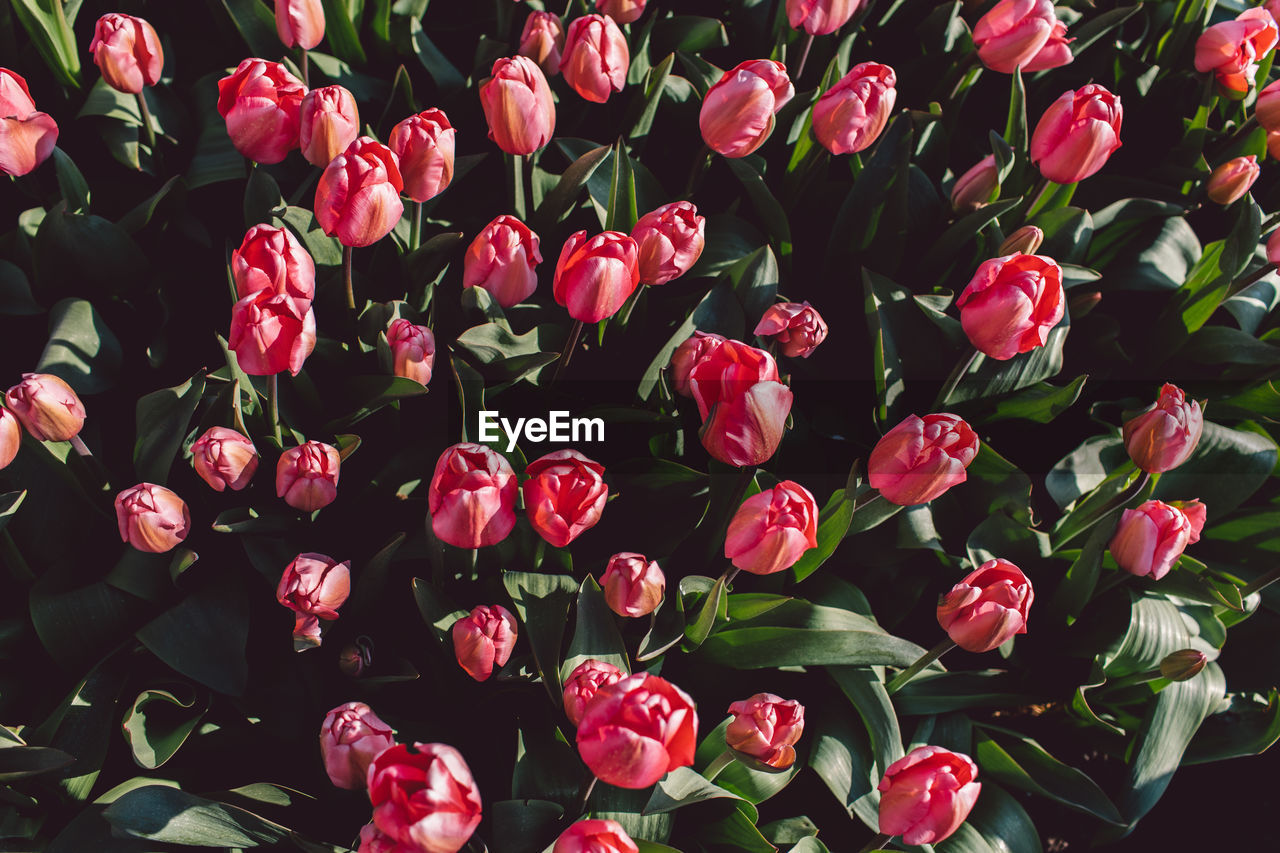 High angle view of red flowering plants