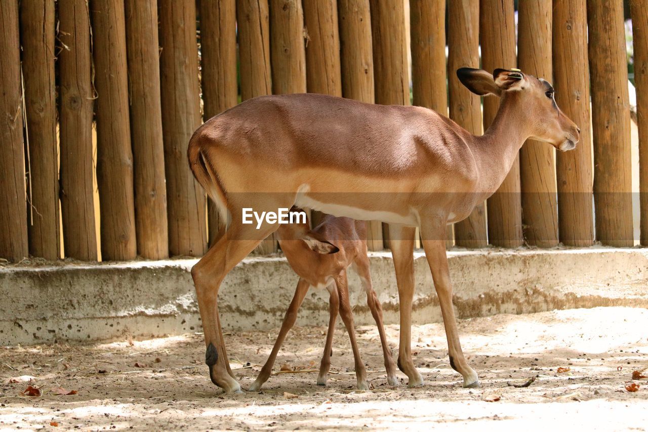 Deers standing in zoo