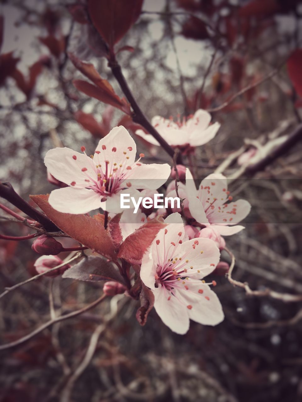 CLOSE-UP OF PINK FLOWERS ON BRANCH