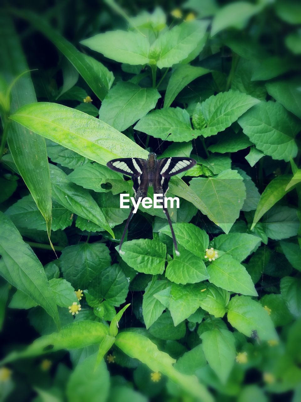 CLOSE-UP OF GREEN LEAVES ON PLANT