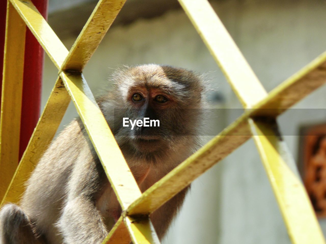 MONKEY IN CAGE
