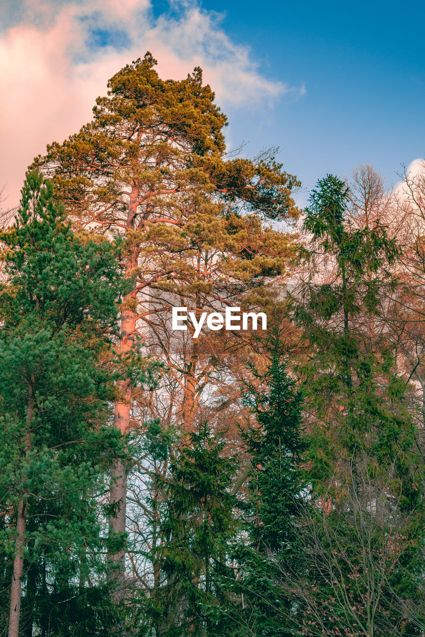 Low angle view of trees in forest