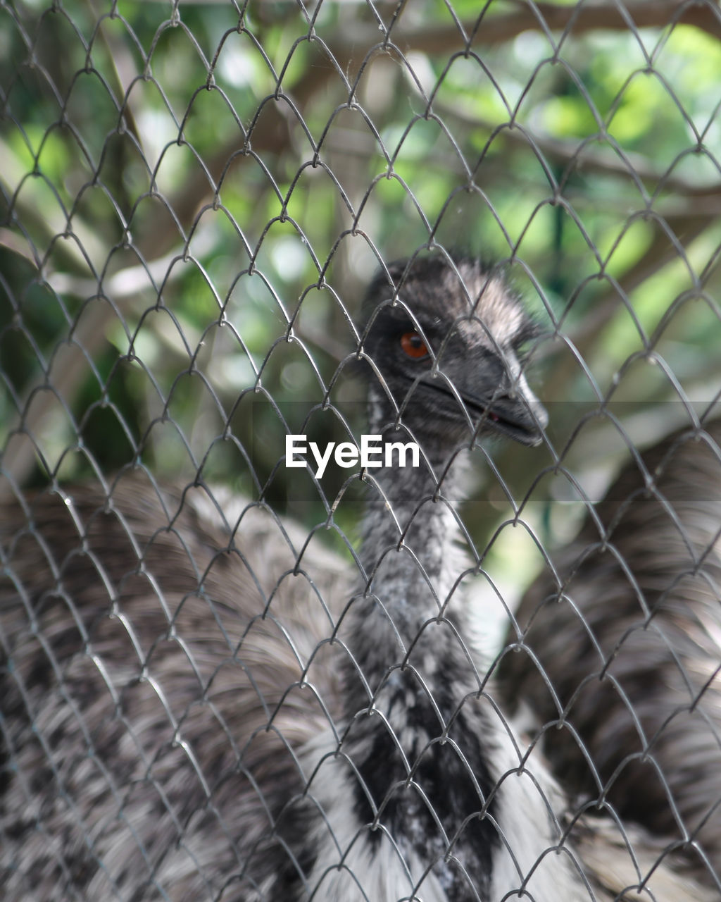 animal themes, animal, fence, one animal, chainlink fence, bird, animal wildlife, wildlife, no people, focus on foreground, security, day, protection, nature, zoo, animals in captivity, outdoors, mammal, close-up, beak, looking