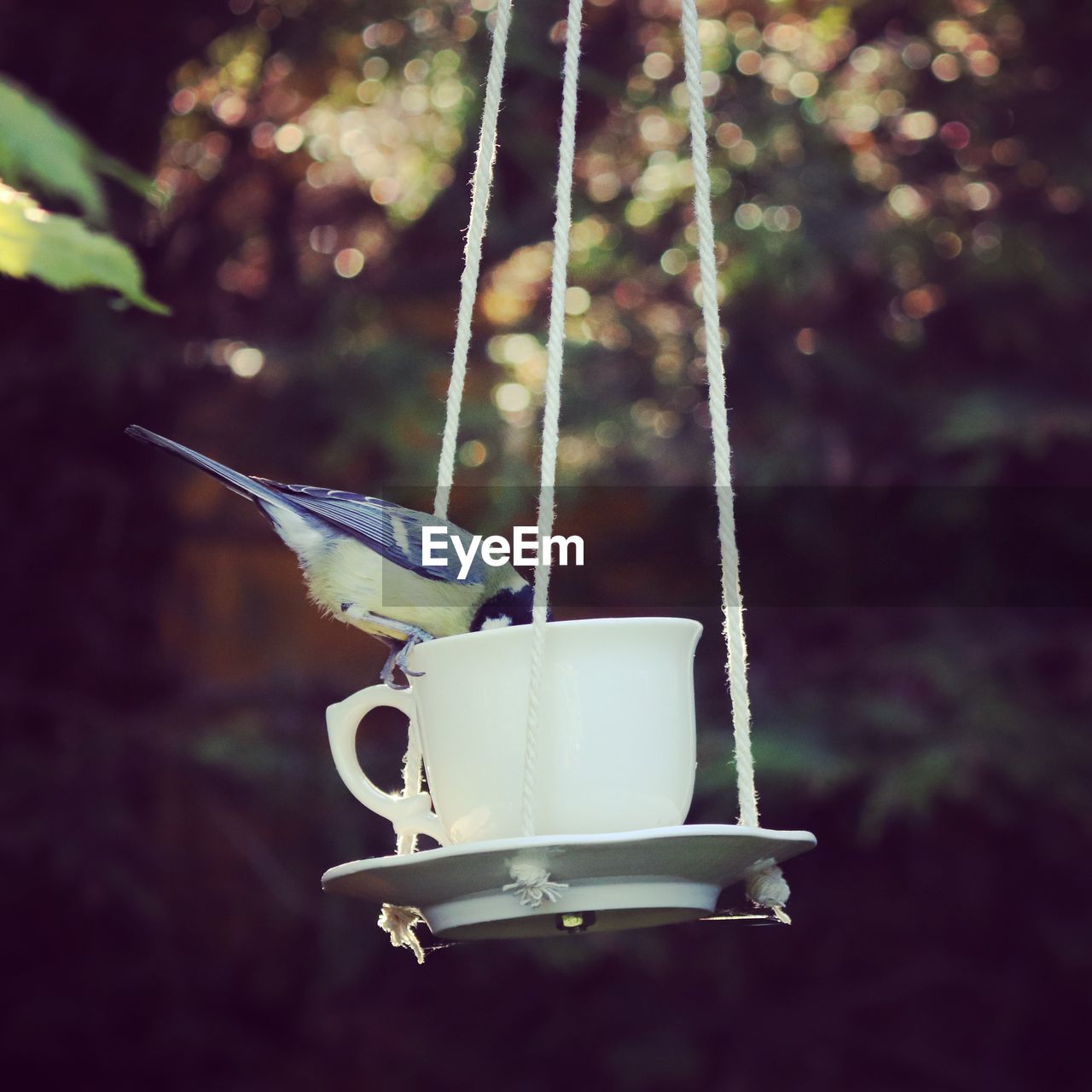 CLOSE-UP OF BIRD PERCHING ON A FEEDER