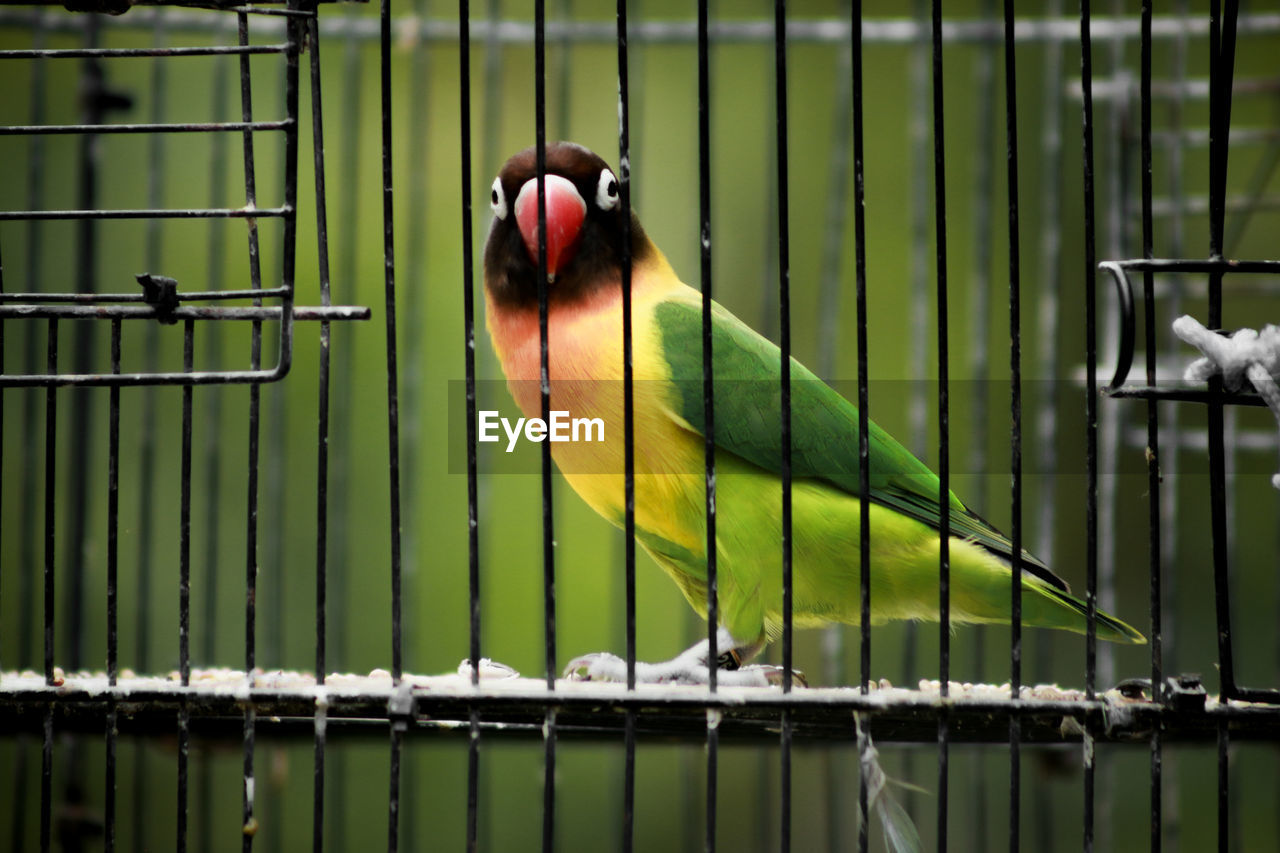 VIEW OF BIRD IN CAGE