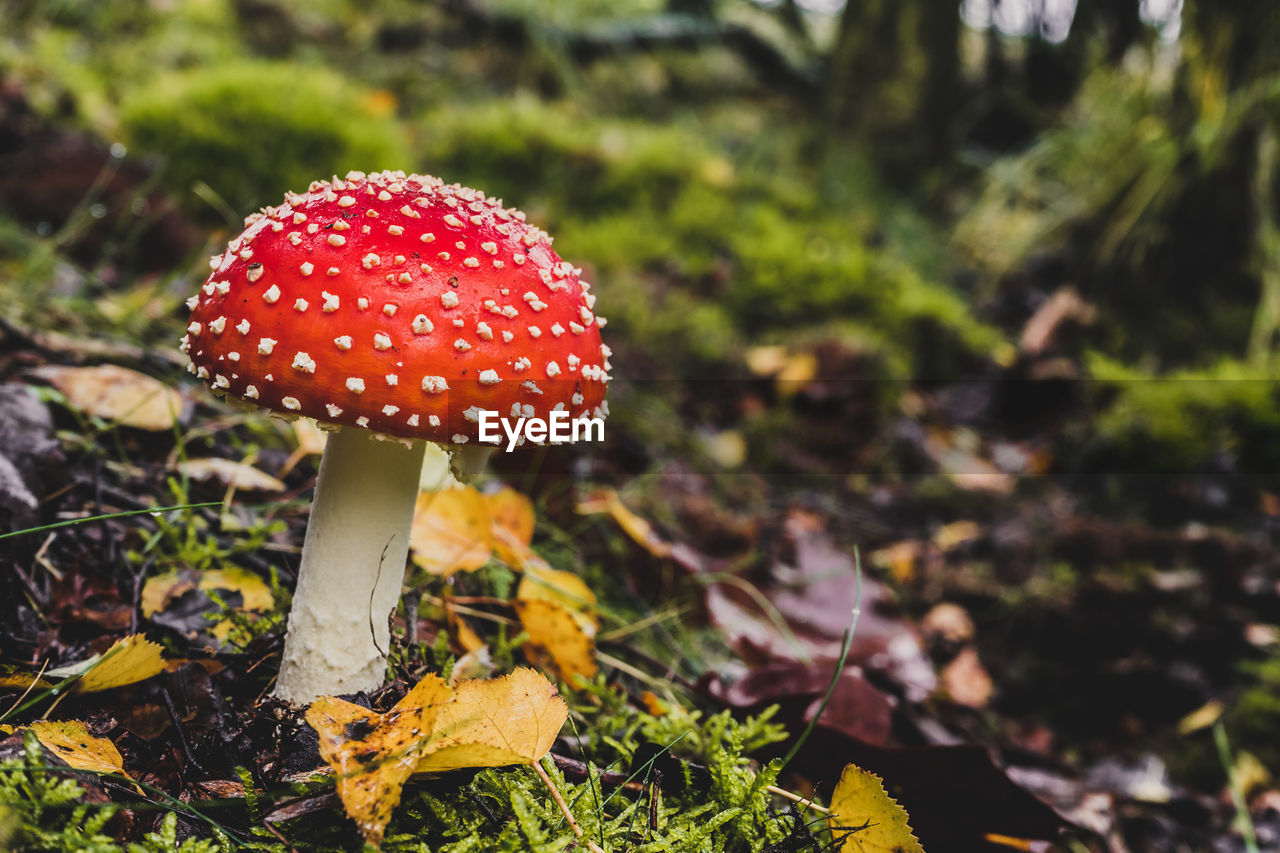 Close-up of fly agaric mushroom