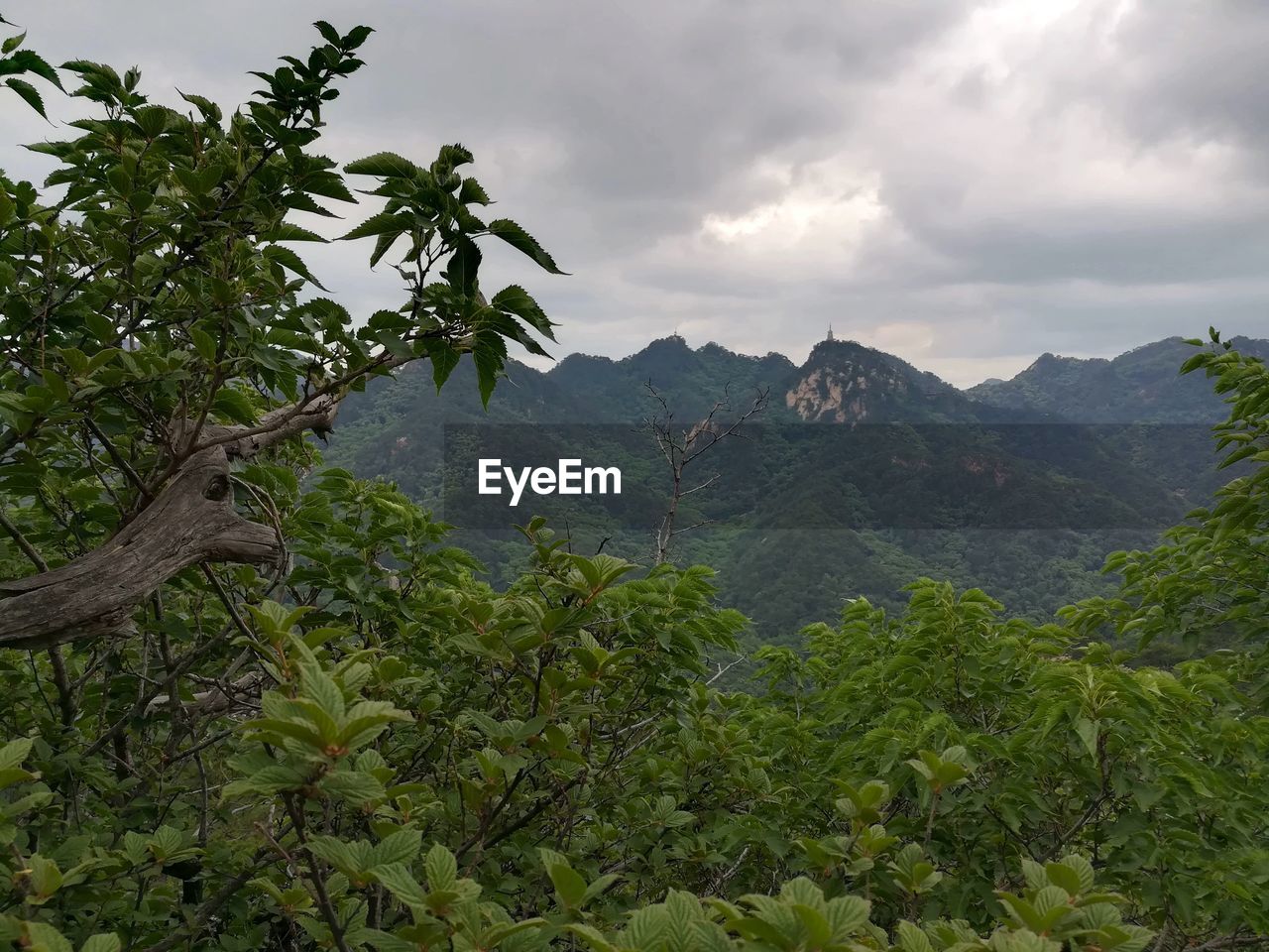 SCENIC VIEW OF TREE MOUNTAINS AGAINST SKY