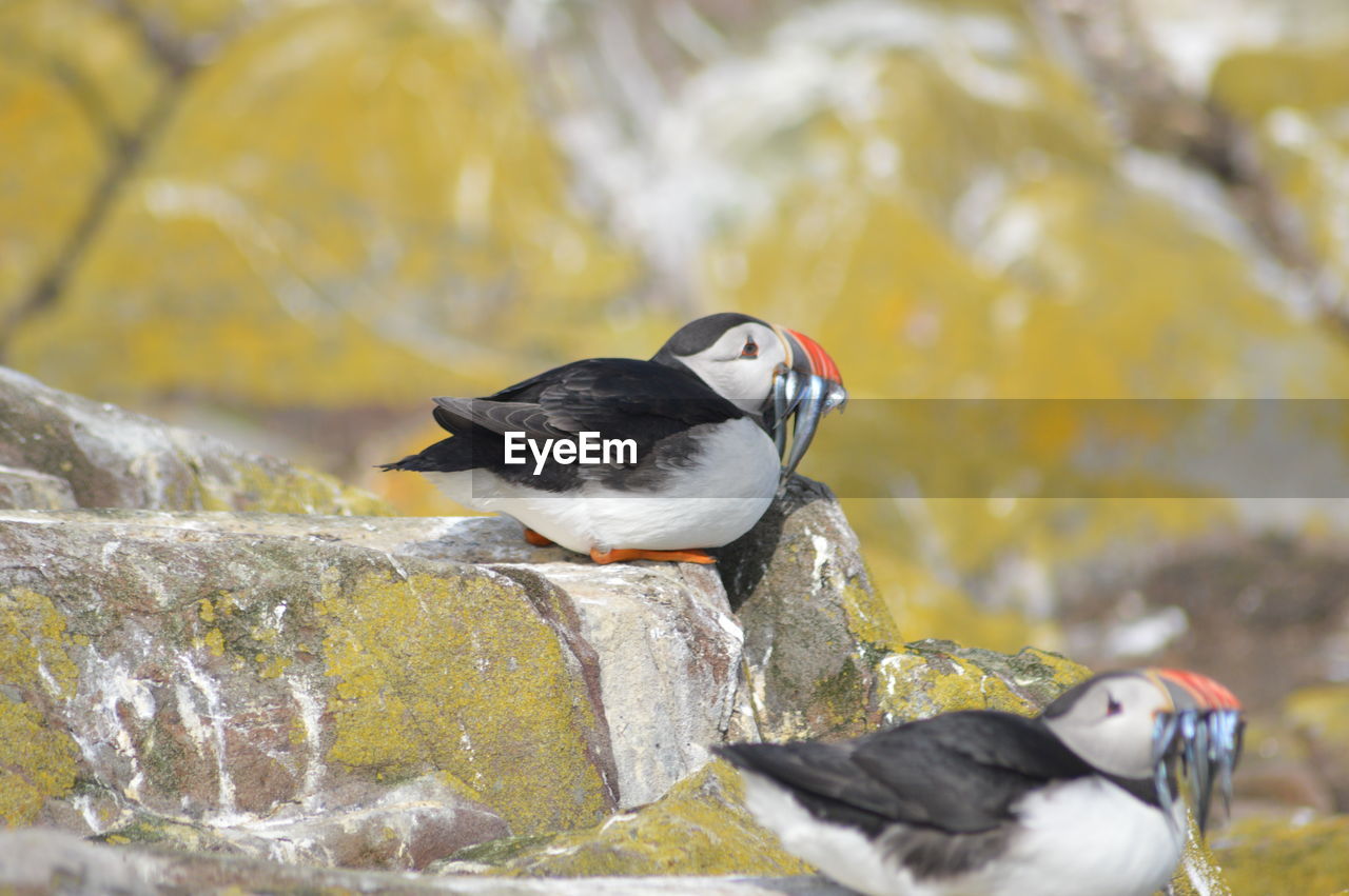 Close-up of bird puffin, perching on rock