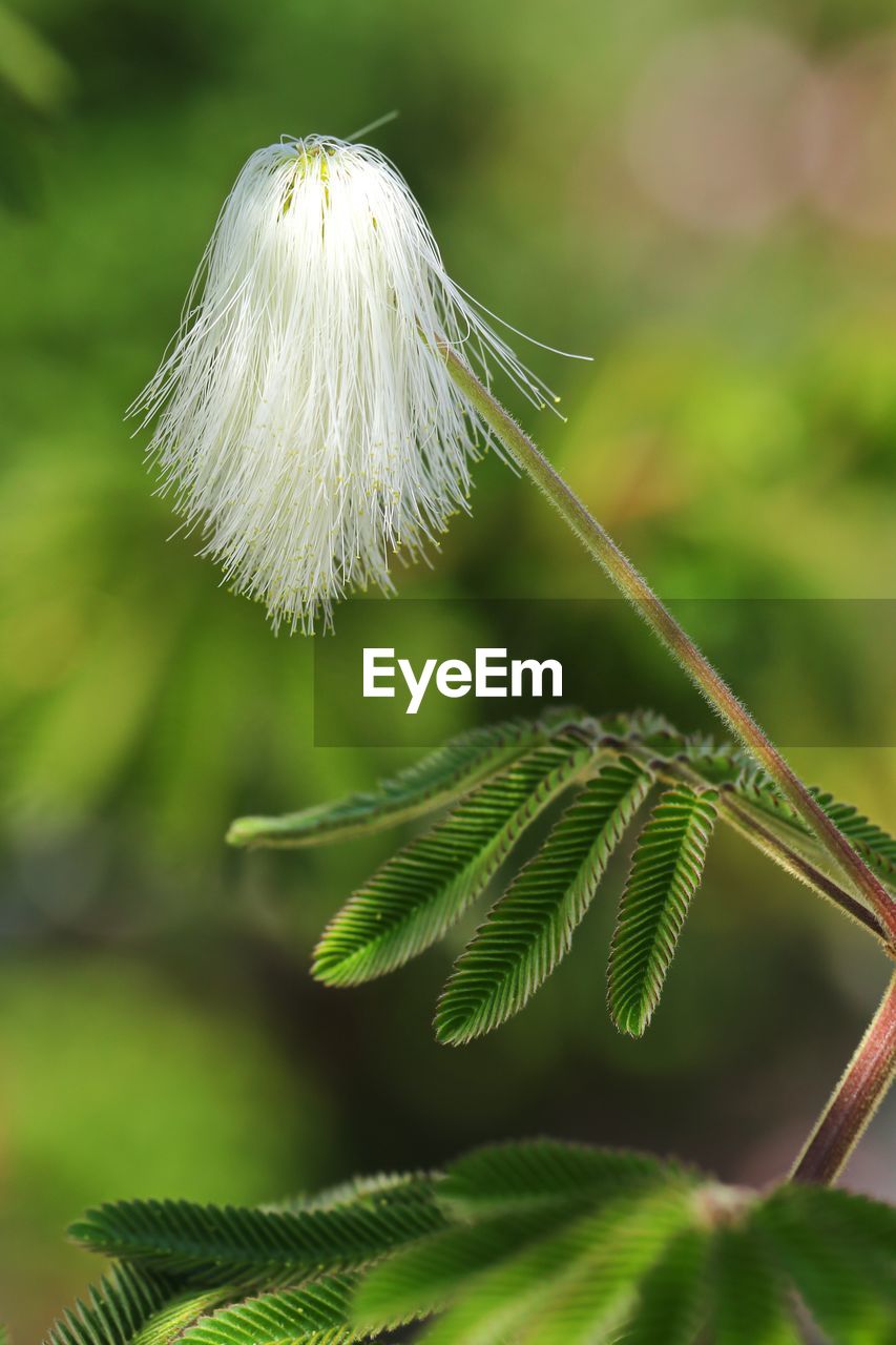 CLOSE-UP OF GREEN PLANT