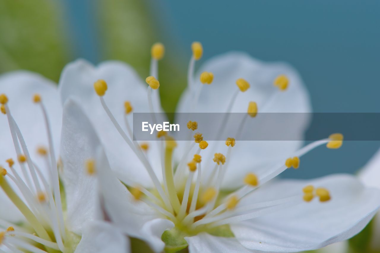 Close-up of white flowers