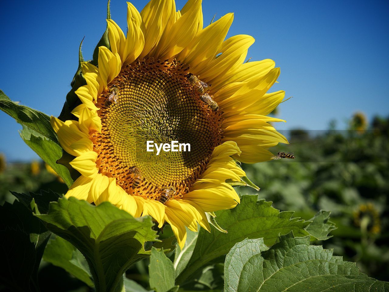 CLOSE-UP OF SUNFLOWERS BLOOMING AGAINST SKY