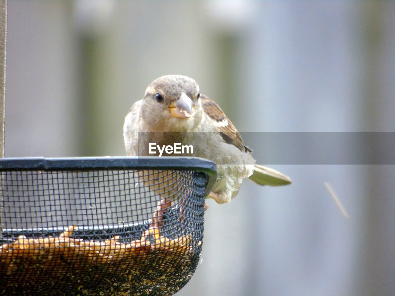 CLOSE-UP OF PARROT PERCHING ON METAL