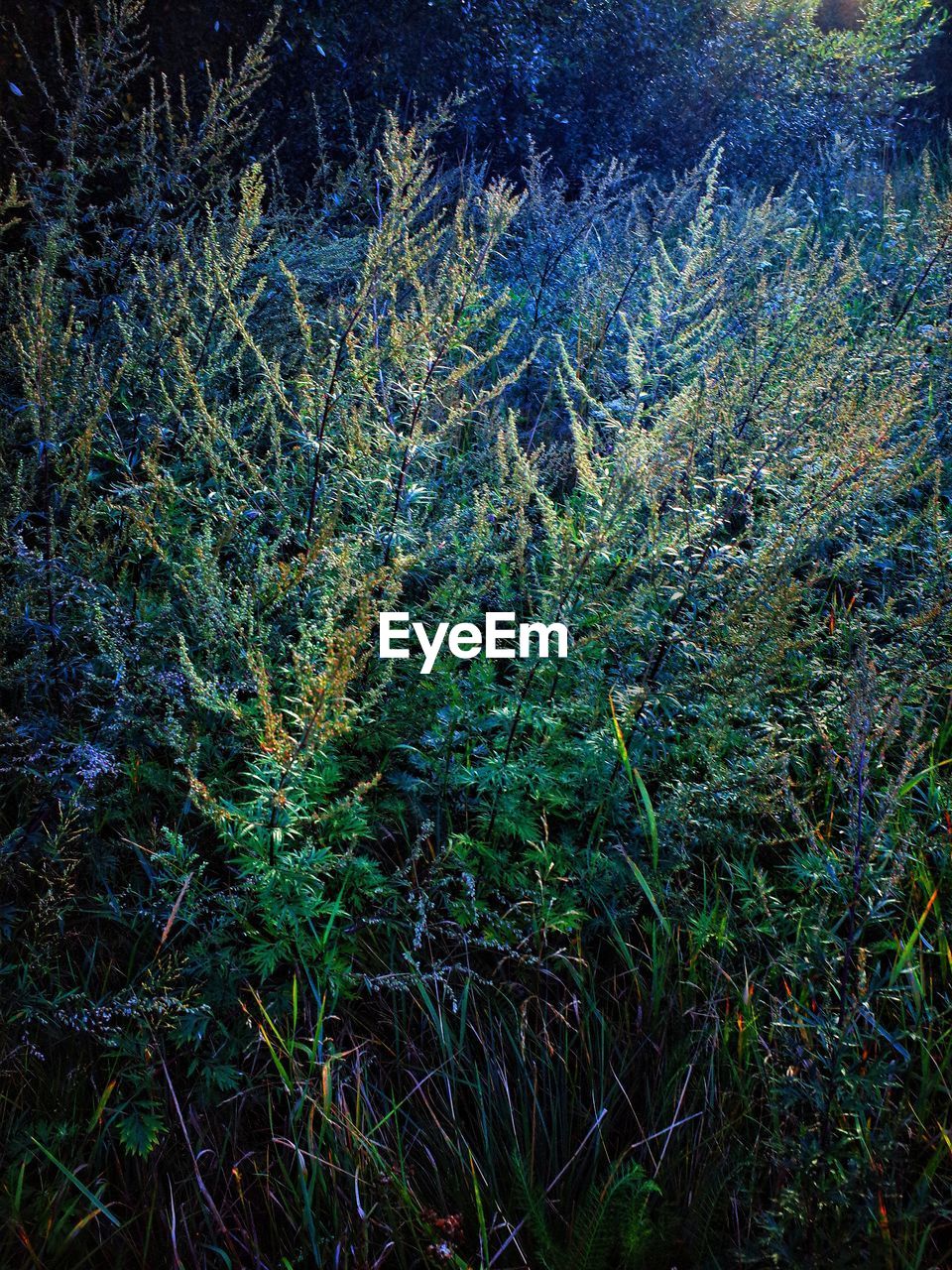 HIGH ANGLE VIEW OF PLANTS GROWING ON FIELD