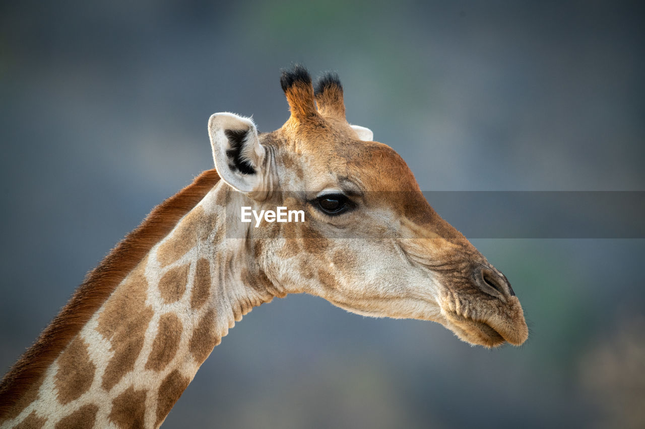 Close-up of southern giraffe staring towards camera
