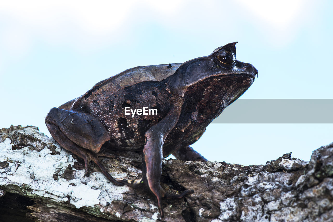 CLOSE-UP OF A LIZARD ON ROCK