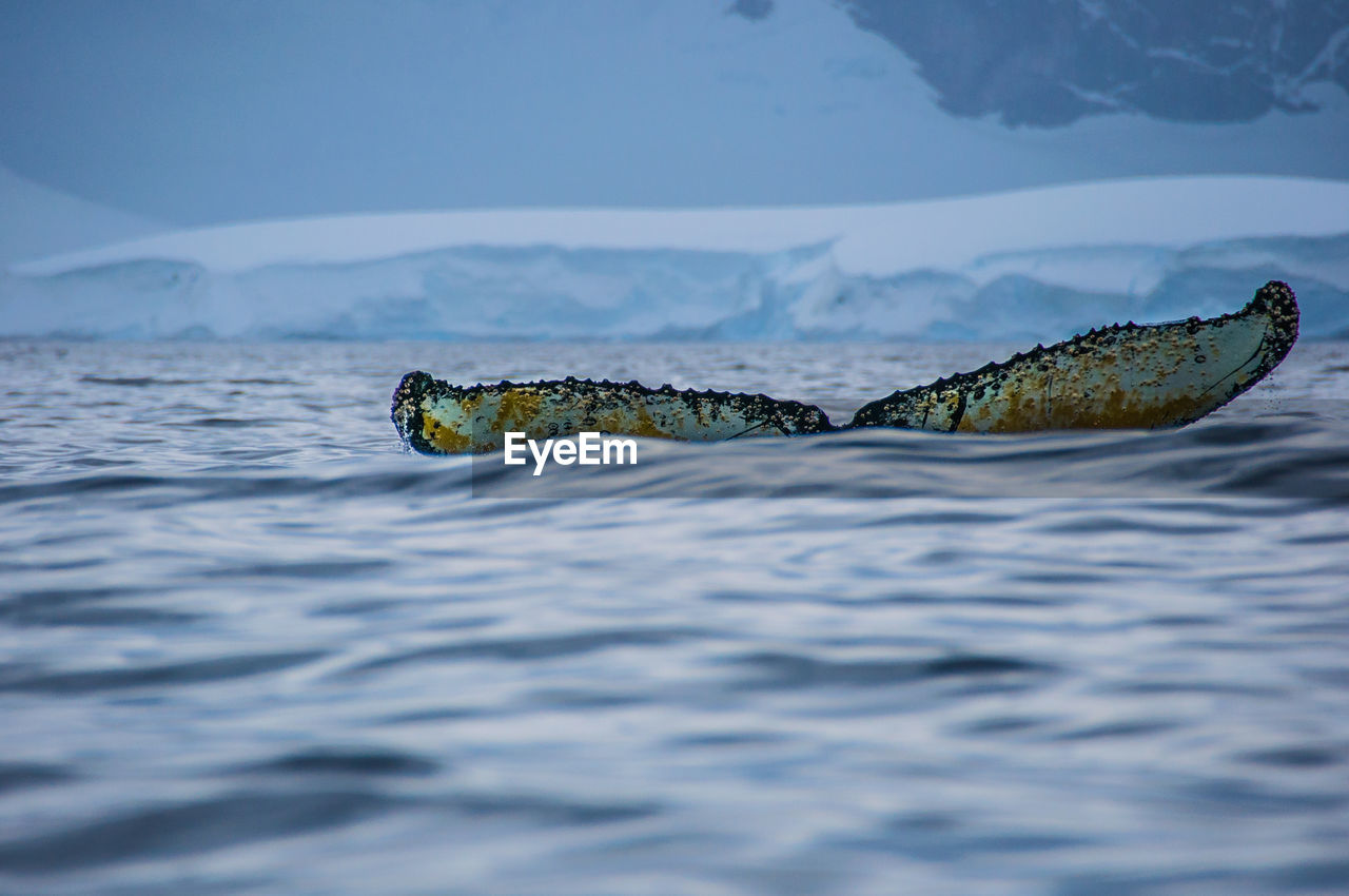 CLOSE-UP OF TURTLE SWIMMING IN RIVER AGAINST SKY