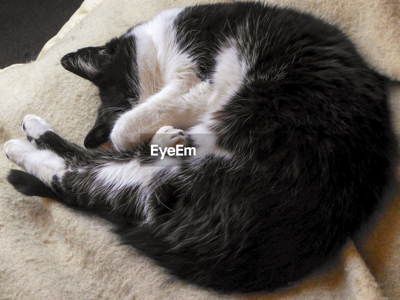 HIGH ANGLE VIEW OF CAT SLEEPING ON BED