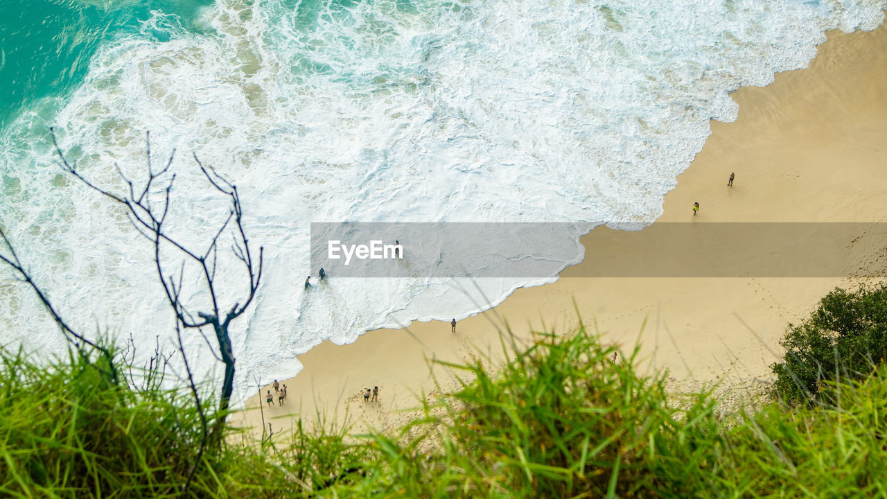 PLANTS GROWING ON BEACH