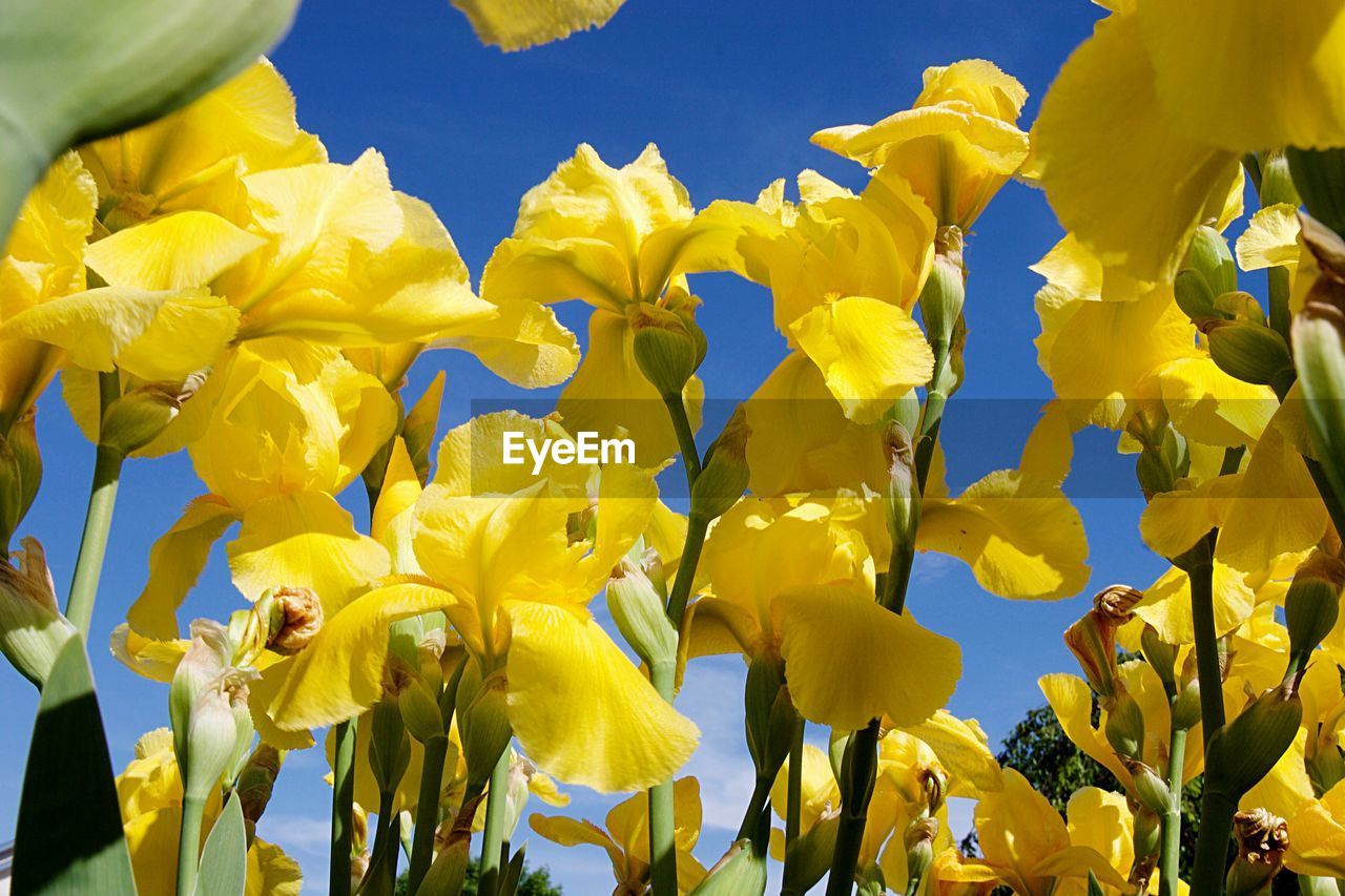 Close-up of yellow flowering plants against blue sky