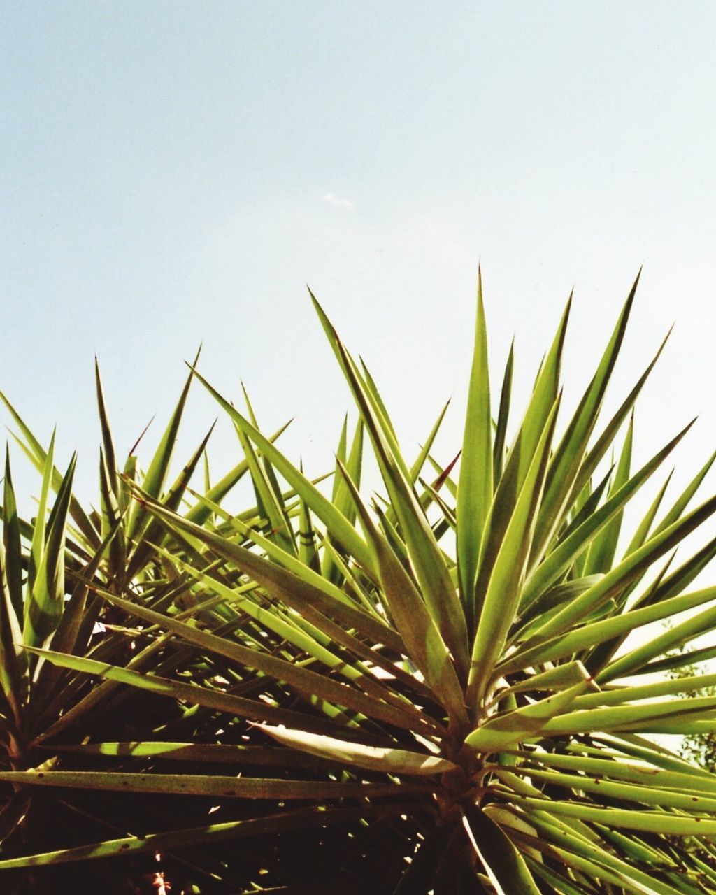 CLOSE-UP OF FRESH GREEN PLANTS AGAINST CLEAR SKY