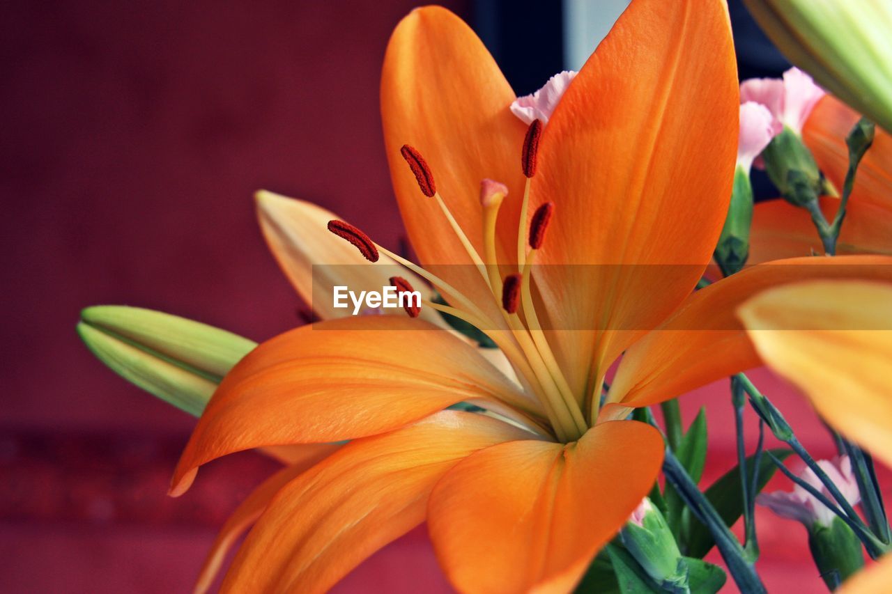 CLOSE-UP OF DAY LILY